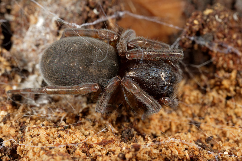 Amaurobius sp.